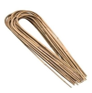 Bambus gięty 60 cm /10-12/