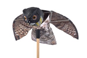 Ptak R018 Sowa