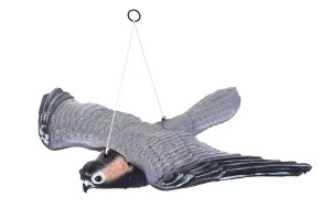 Ptak S004B Jastrząb