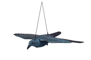 Ptak S001A Kruk duży